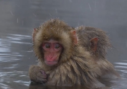 活的不如一只猴子，它们泡温泉的表情也太销魂了！